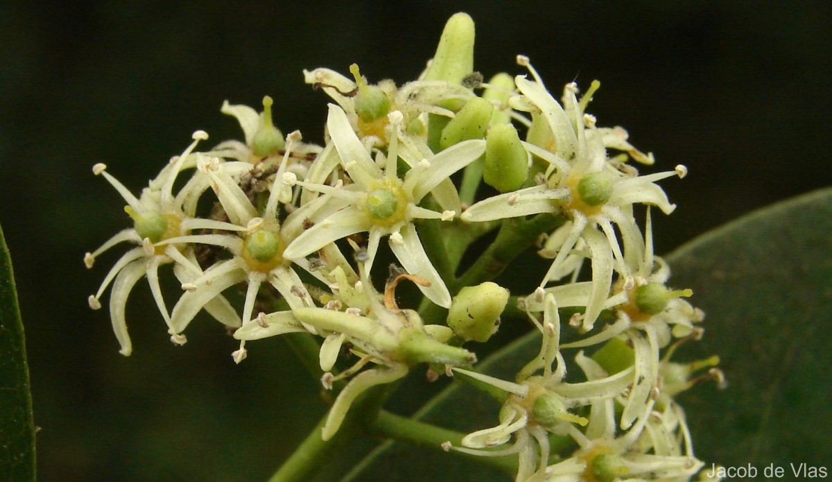 Acronychia pedunculata (L.) Miq.